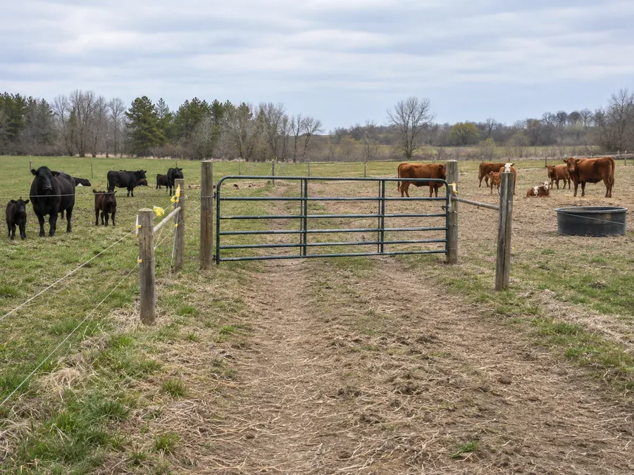 Representative gate transfer point between calving pasture groups