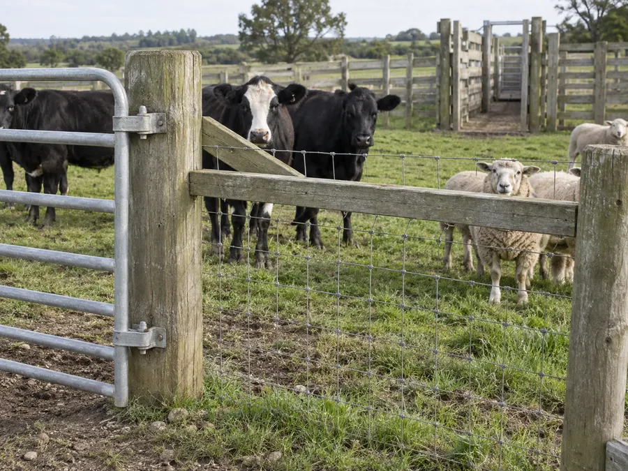 Representative woven livestock fence and gate used by cattle and sheep in one pasture