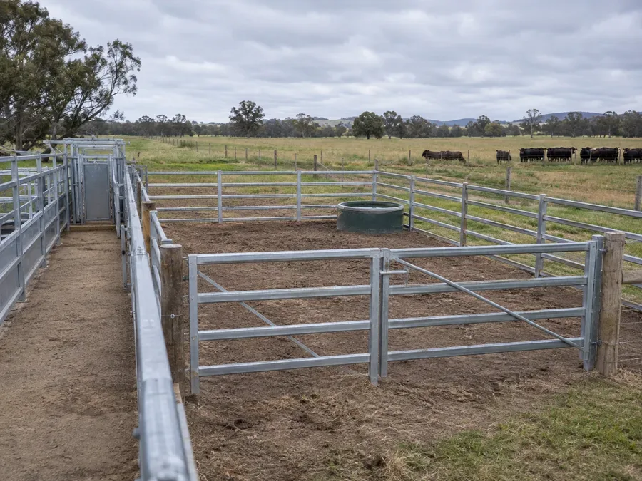 Representative secure cattle-panel pen with an empty observation lane and cattle held beyond the pen