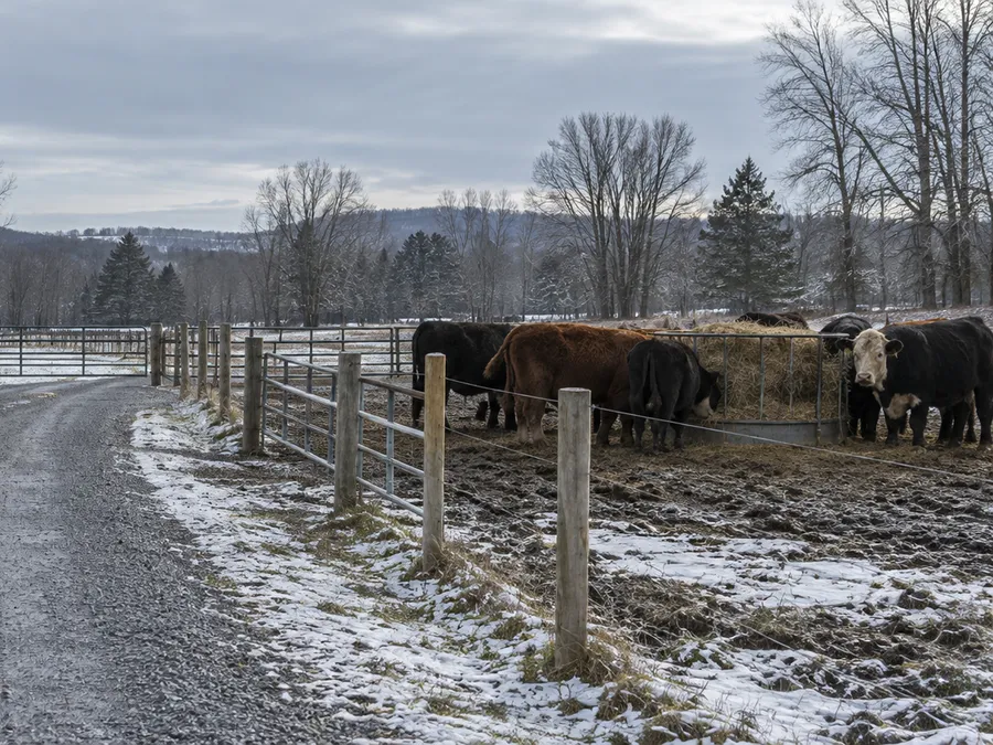 Representative winter cattle feeding zone beside a fenced high-traffic area