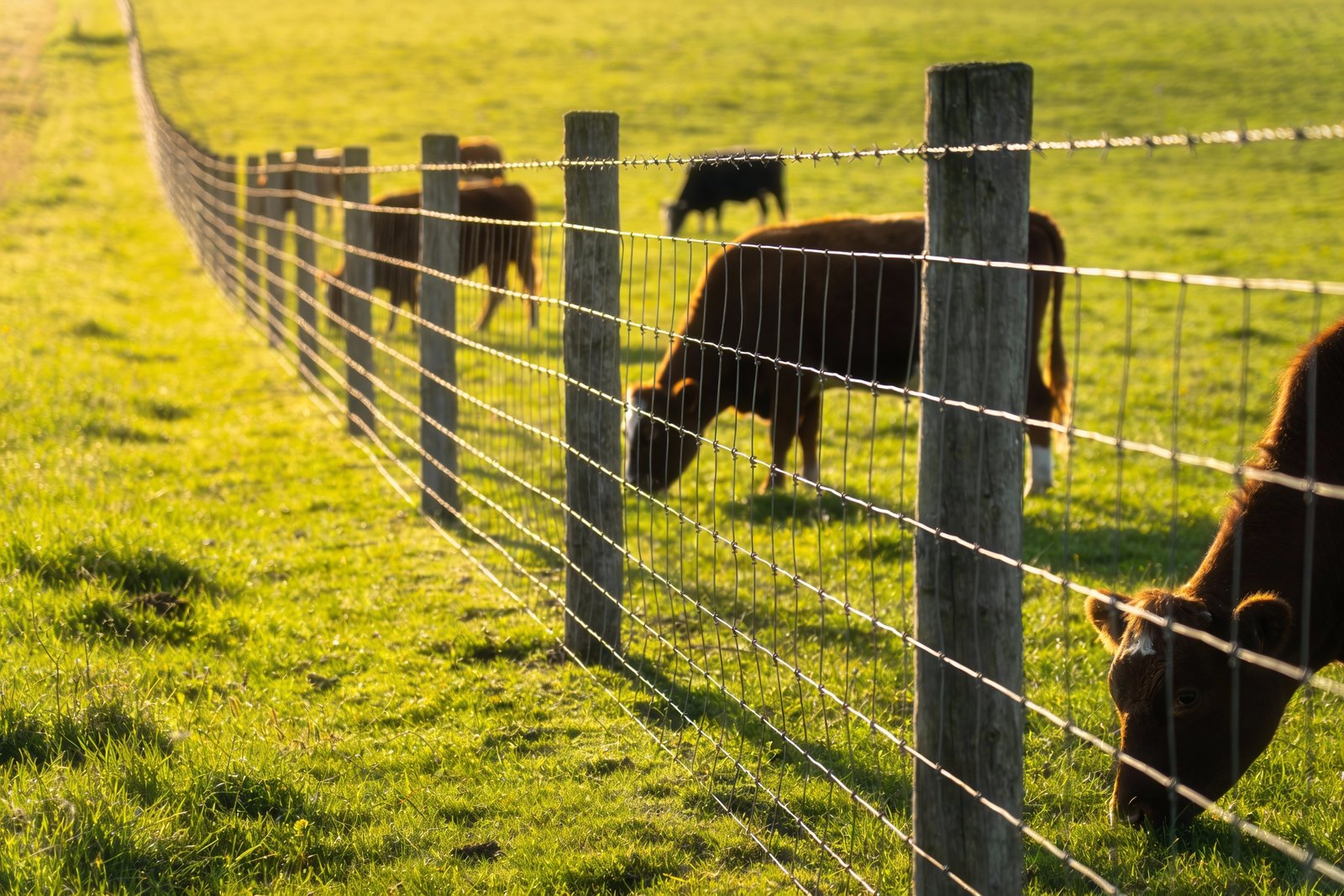 Well-maintained woven wire cattle fence in active pastoral setting with grazing cattle