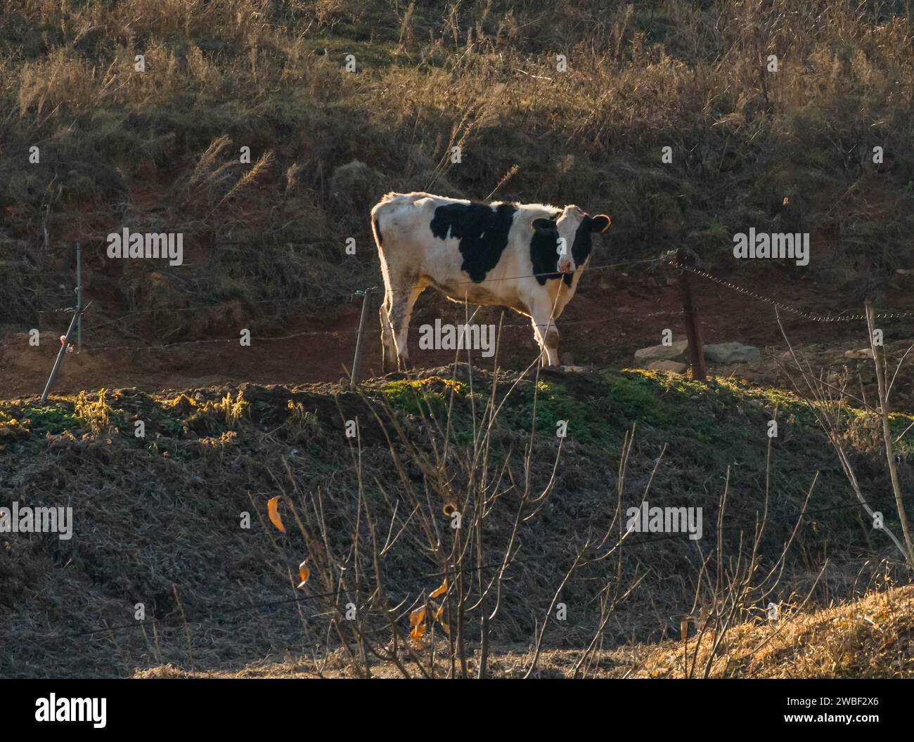 Cattle standing near barbed wire fence on ranch property
