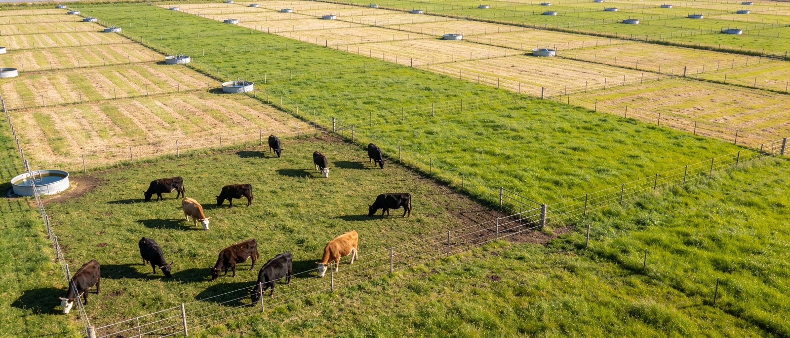Aerial view of rotational grazing system with electric fencing dividing pastures into paddocks