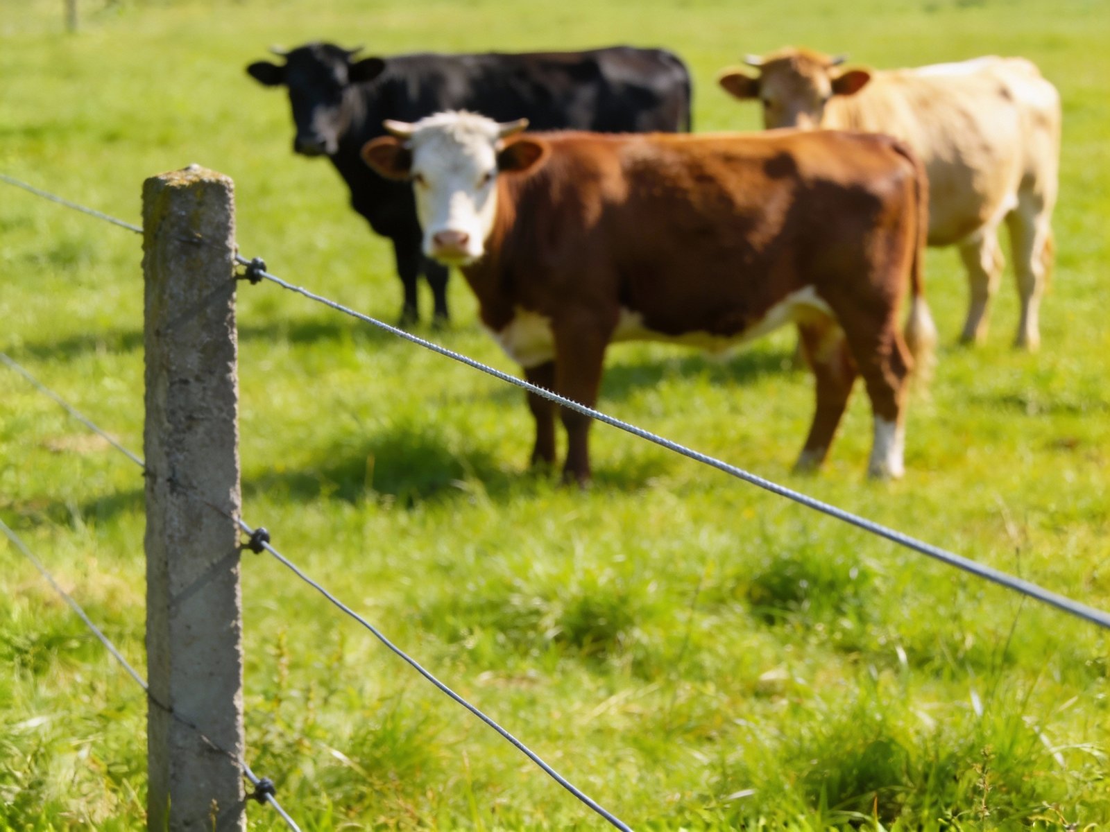 Trained cattle maintaining distance from electric fence showing learned behavior