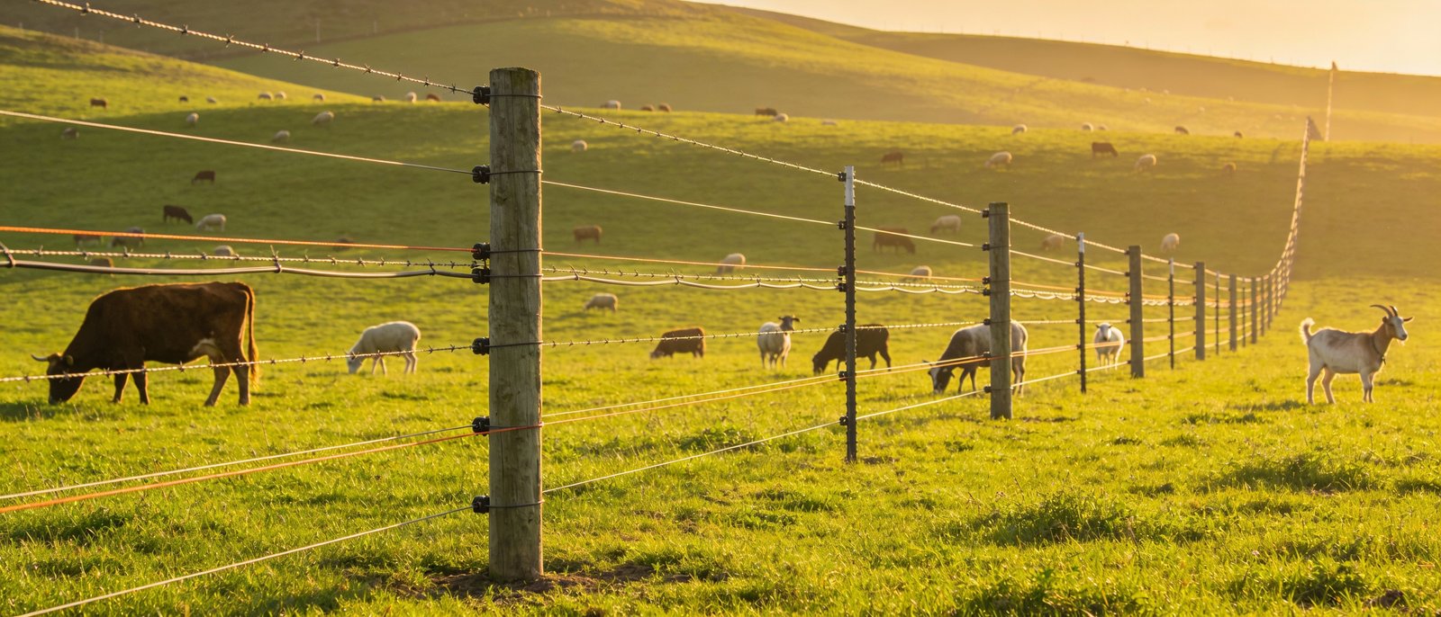 Multi-species electric fence system with multiple wire heights for cattle, sheep, and goats